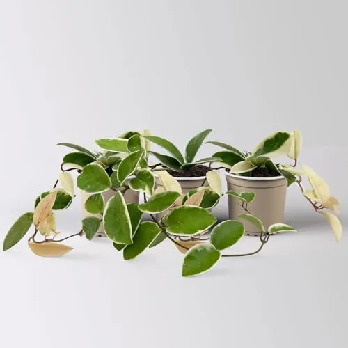 Hoya 'Krimson Queen', Topf-Ø 10,5 cm, 3 Pflanzen