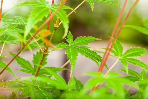 Japanischer Ahorn Acer palmatum 'Phoenix' in rot von Pflanzen für Dich