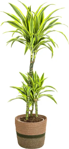 Dracaena Deremensis Lemon Lime inkl. Naturkorb 90-110cm Ø21cm immergrün Deko