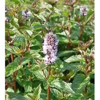 Produktbild Pfefferminze - Mentha piperita