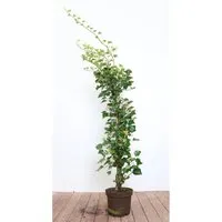Pflanzen für Dich Kletterpflanze Hedera helix 'Arborescens'