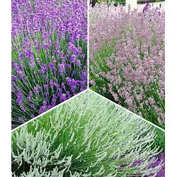 Winterharte Stauden Lavendel-Sortiment von BALDUR Garten, 9 Pflanzen