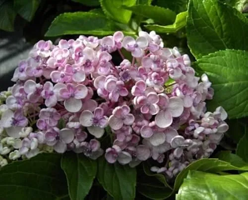 Hydrangea macrophylla Ayesha von Baumschule
