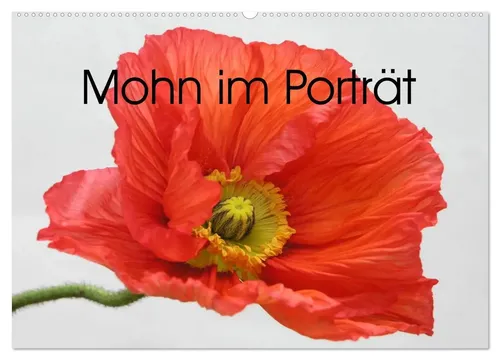 Gisela Kruse | Mohn im Porträt (Wandkalender 2026 DIN A2 quer) - Entdecken Sie die faszinierende Welt der Mohnblüten mit diesem hochwertigen Wandkalender. Ideal für Kunstliebhaber und eine stilvolle Wandgestaltung.