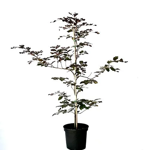 Rotbuche Buche Fagus sylvatica heimischer Waldbaum als Heister mit ca. 100-150 cm im 3 Liter Topf