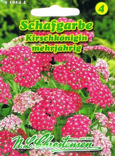 Schafgarbe Kirschkönigin rot mehrjährig 'Achillea millefolium' Schmuck- und Schnittstaude