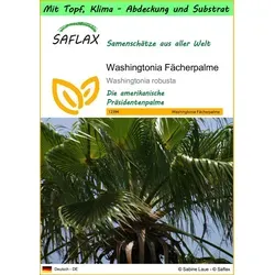 SAFLAX Blumensamen SAFLAX