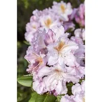 Rhododendron Hybr. 'Janet Blair' - Wunderschöne rosa Blüten - Blumen & Stauden - Kompakte Rhododendron-Sorte mit leuchtend rosa Blüten, ideal für schattige Plätze und pflegeleicht im Garten oder Kübel.