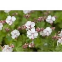 Geranium Macrorrhizum Spessart Felsen Storchschnabel Ca. 9x9 cm Topf