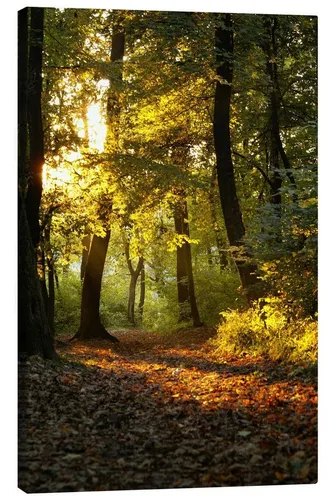 Posterlounge Poster Editors Choice, Abendzeit in einem Wald, Fotografie