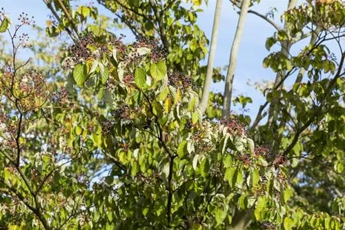 Cornus sanguinea 60–100 cm – Winterhart, Mehrjährig, Pflegeleicht – Roter Hartriegel – Heckenpflanze für Garten & Sichtschutz