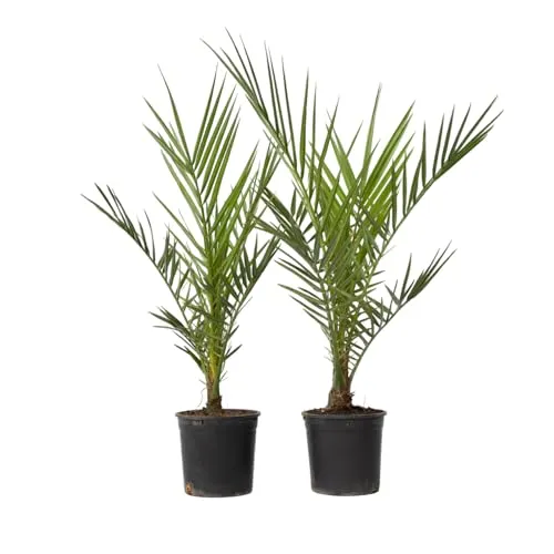 Plant in a Box - Phoenix Canariensis 2er Set - Kanarische Dattelpalme - Garten-Zubehör: Winterharte Kanarische Dattelpalme, ideal für tropische Gärten; Lieferung in stabilen Töpfen mit 50-60 cm Höhe, perfekt für den Außenbereich.