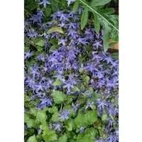 Campanula Poscharskyana Trollkind Polsterglockenblume Ca. 9x9 cm Topf