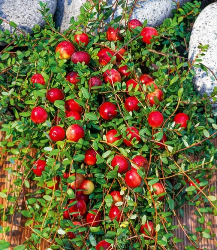 BALDUR Garten Obstpflanze Cranberry-Beere, 6 St., Selbstbefruchtend, winterhart