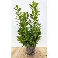 Produktbild Prunus,aurocerasus 'Novita' 100-120 cm