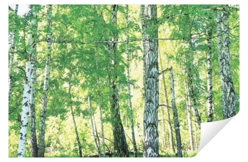 Produktbild Wallarena Abwaschbare Fototapete für die Küche 250x60