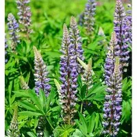 Produktbild Gartenlupinie Kastellan - Lupinus polyphyllus