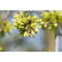 Ulmus glabra 'Pendula', Hänge-Ulme, 180 cm Stammhöhe - Kronleuchter mit einer beeindruckenden Hänge-Ulme, ideal für große Gärten und Parks. Die eleganten, herabhängenden Zweige und das satte grüne Laub schaffen eine einzigartige Atmosphäre.