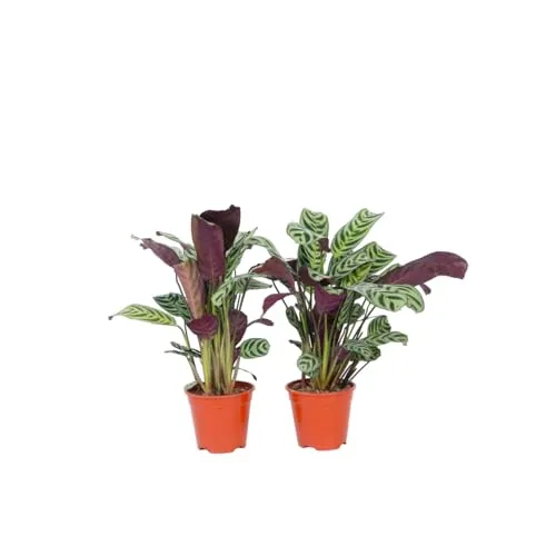 Plant in a Box - Ctenanthe Burle-Marxii 4er Set - Zimmerpflanzen mit spektakulärem, gestreiftem Laub, die sich nachts schließen. Ideal für tropische Wohnräume, sicher verpackt und 25-40cm hoch.