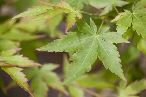 Acer Palmatum Sangokaku - Japanischer Ahorn mit Korallenroter Rinde - Der Japanische Ahorn ‘Sango-kaku’ überzeugt mit korallenroter Rinde und leuchtenden Herbstfarben. Ideal als eleganter Solitär für Garten oder Terrasse. Genießen Sie seine ansprechende Wuchsform und jahreszeitliche Farbwechsel.