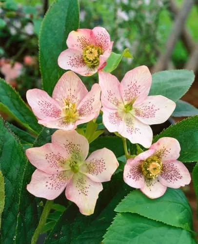 Helleborus x sternii 11x11 cm Topf – Winterhart, Mehrjährig, Pflegeleicht – Nieswurz – Staude für Schattenbeet & Kübel