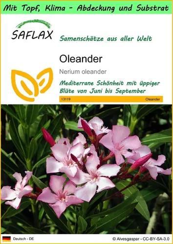 SAFLAX Blumensamen SAFLAX - Garden to go - Oleander