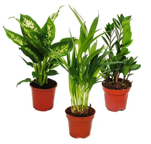 Exotenherz Zimmerpflanze Zimmerpflanzen und Grünpflanzen luftreinigend im 12-14cm Topf