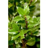 Ilex meserveae 'Heckenpracht'