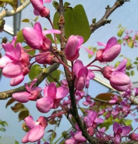 Cercis siliquastrum von Baumschule