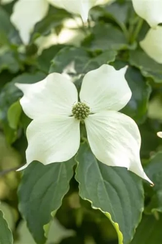Cornus kousa 'Venus' – Pflegeleichter Blumen-Hartriegel für Garten & Vorgarten - Winterhartes, mehrjähriges Solitärgehölz mit beeindruckenden cremeweißen Blüten. Ideal als Blickfang im Garten oder in Kübeln, bienenfreundlich und pflegeleicht.
