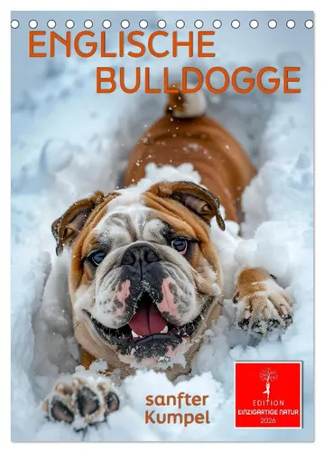 Peter Roder | Englische Bulldogge - sanfter Kumpel (Tischkalender 2026) - Tischkalender für 2026 im DIN A5 Format, ideal für Hundeliebhaber. Mit charmanten Bildern und inspirierenden Sprüchen. Perfekt als Geschenk oder zur Verschönerung Ihres Arbeitsplatzes.