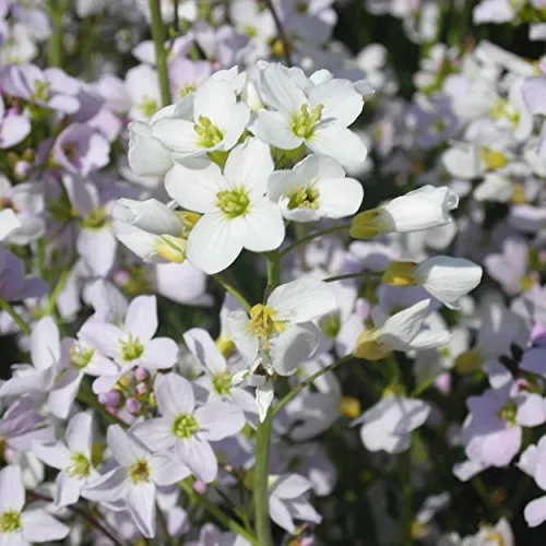 Blumixx Stauden Cardamine pratensis in lila von Blumixx
