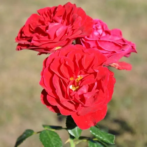 Strauchrose „Tornella®“ - leuchtend rot blühende Topfrose im 6 L Topf - frisch aus der Gärtnerei - Pflanzen-Kölle Gartenrose
