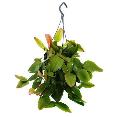 Exotenherz Urban Jungle Elegance Rhipsalis-Ampel 15cm von Exotenherz