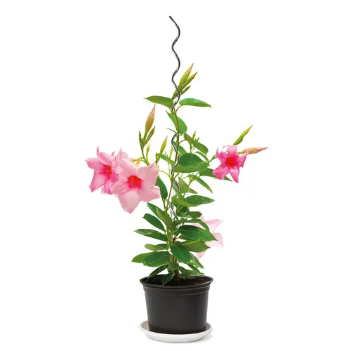 Tomatenspirale, Metall, Höhe ca. 110 cm von Pflanzen-Kölle