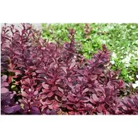 Berberis thunbergii 'Red Chief' 60-80 cm