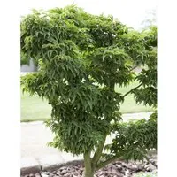 Acer palmatum Kotohime - Japanischer Fächerahorn - Ziergehölz mit kompaktem Wuchs und filigranen Blättern, ideal für kleine Gärten, als Solitär oder Kübelpflanze, bietet exzellente Herbstfärbung in Orange und Scharlachrot.
