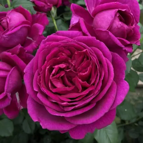 Duftende Beetrose 'Für Elise'® in lila von Kölle's Beste