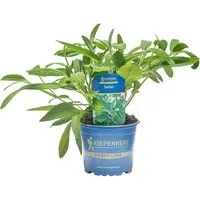Kiepenkerl Silbersalbei Topf-Ø ca. 12 cm