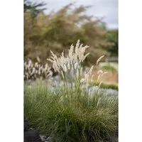 Festuca Gigantea Riesen-Schwingel Ca. 9x9 cm Topf