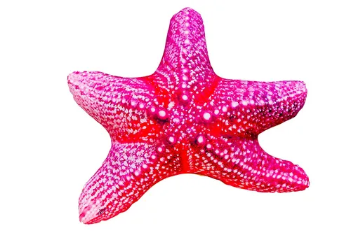 GABY Seestern Kissen - 50 cm - Kuscheliges Zierkissen in Seestern-Form, abwaschbar und farbenfroh, ideal für eine gemütliche Dekoration im Kinderzimmer oder Wohnzimmer.