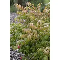 Euonymus alatus Compactus