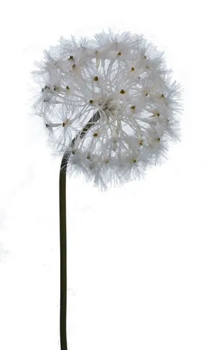 Produktbild Kunstzweig Löwenzahnzweig Pusteblume, 2474U, Höhe 89 cm