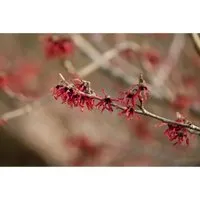Hamamelis intermedia Ruby Glow - Zaubernuss - Bäume, Sträucher & Hecken - Wunderschöne rot blühende Zaubernuss, ideal für halbschattige, windgeschützte Standorte und blüht bereits im Winter.