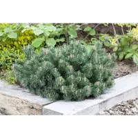 Pflanzen für Dich Konifere Pinus mugo Humpy - Kompakte, immergrüne Zwerg-Bergkiefer - Ziergehölze: Die Zwerg-Bergkiefer 'Humpy' überzeugt durch ihre kompakte, halbkugelige Form und pflegeleichte Eigenschaften. Ideal für kleine Gärten, Terrassen und Kübel.