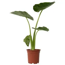Plant in a Box Pfeilblatt - Alocasia macrorrhiza Höhe 60-70cm