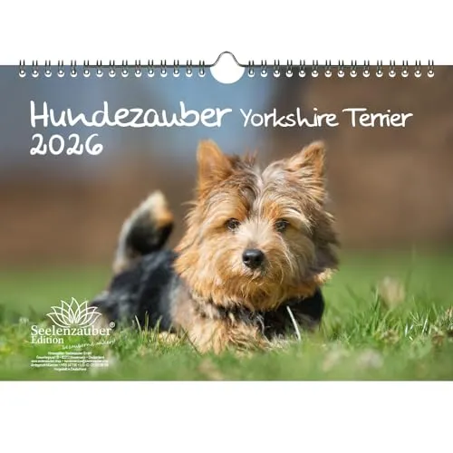Hundezauber Yorkshire Terrier DIN A4 Kalender für 2026 Welpen und Hunde - Seelenzauber