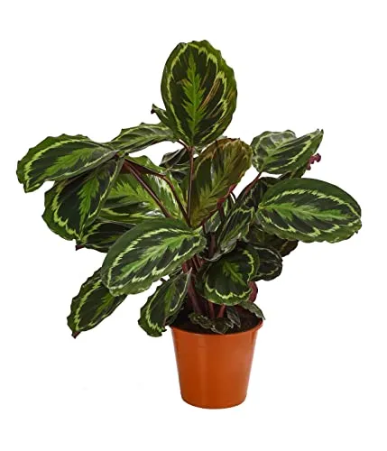 Produktbild Dehner Korbmarante Medaillon, Calathea roseoptica, Zimmerpflanze