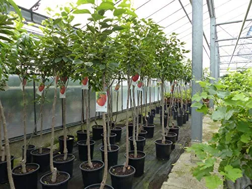 Kakibaum 150-180 cm - Süße Kakipflaume Pflanze - Obstsamen & -pflanzen mit aromatischen, süßen Herbstfrüchten, Pflegeleicht und winterhart, ideal für sonnige Standorte, oft schon im ersten Jahr fruchttragend.