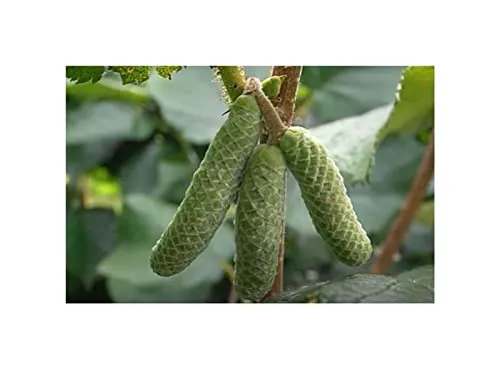 Stk - 10x Corylus avellana Haselnussstrauch Garten Pflanzen - Samen ID1217 - Seeds & Plants Shop by Ipsa
